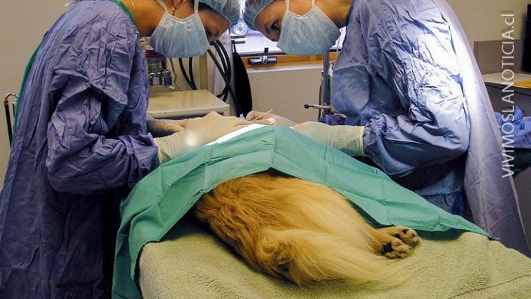 Inician inscripción: esterilizarán mil mascotas en Romeral