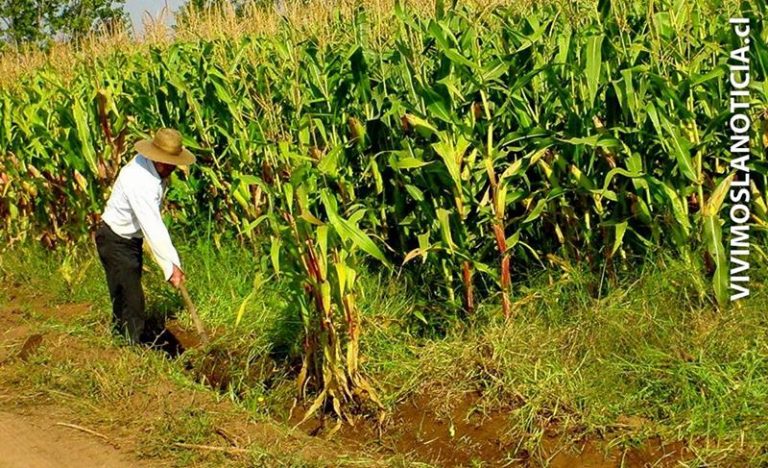 INDAP convoca a pequeños agricultores a acceder a seguro agropecuario con subsidio estatal