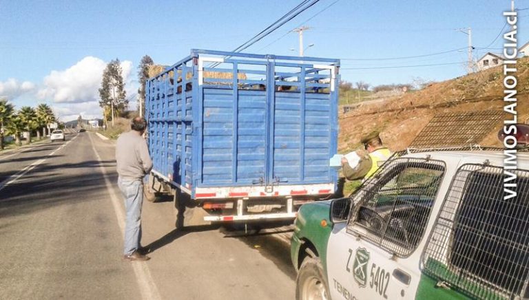 Prisión para sujeto que participó en abigeato en Teno