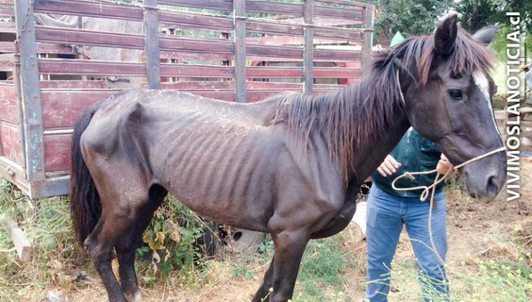 Rescatan a dos caballares sometidos a maltrato animal