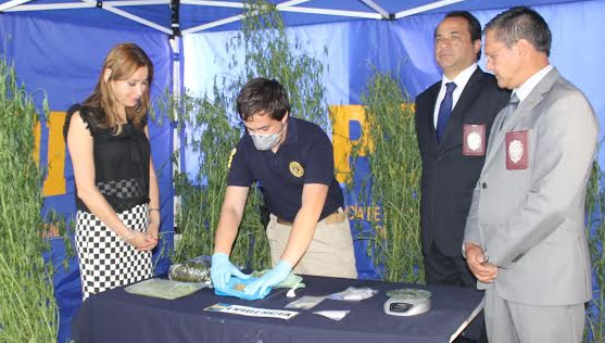 Información al fono Denuncia Seguro permitió importante decomiso de drogas en Linares