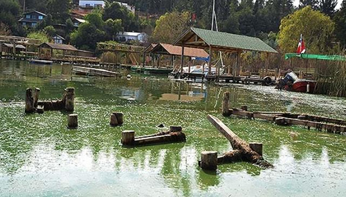 Detectan algas que contaminan aguas del lago Vichuquén