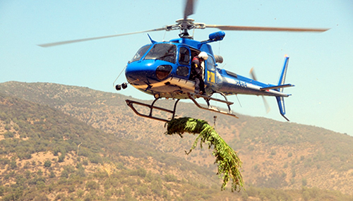 Incautan más de 600 plantas de marihuana en Pichilemu
