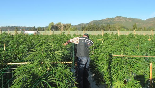 Lanzan proyecto de cannabis con fines medicinales con 6.438 plantas