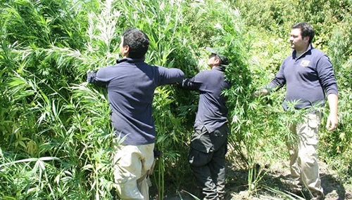 PDI de Talca logró incautar 2 mil 300 plantas de marihuana