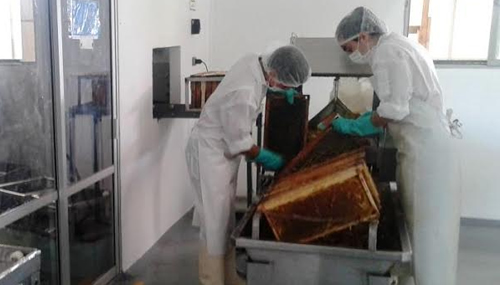 SAG inspecciona salas de extracción de miel a la unión europea