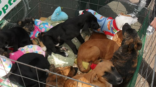 Comenzó la campaña “Adopta un amigo” en Curicó