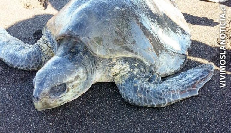 Sernapesca llama a respetar especies protegidas