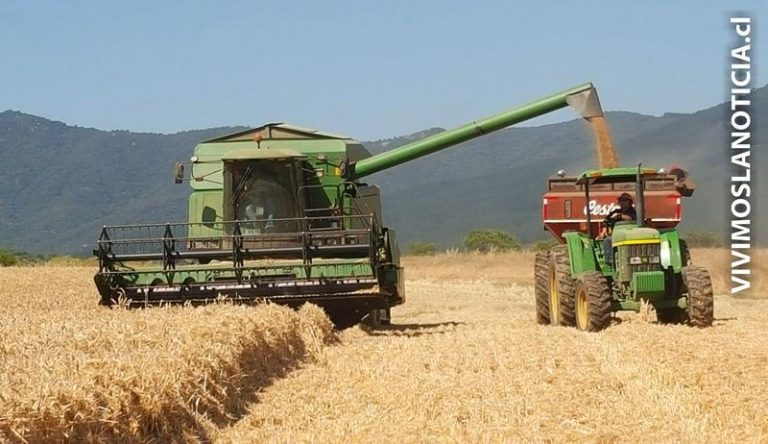 Bajo precio del quintal de trigo pone en riesgo de desaparecer a agricultores