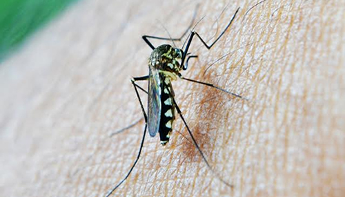 Confirman 3 casos de virus Zika en Chile