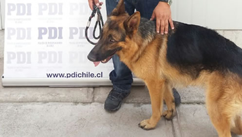 PDI encuentra perro de exhibición robado y con clara desnutrición