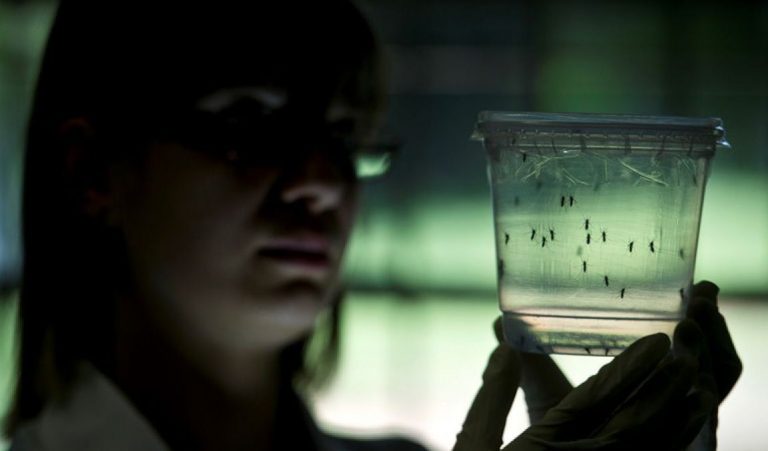 Estudian declarar emergencia sanitaria mundial por el virus Zika