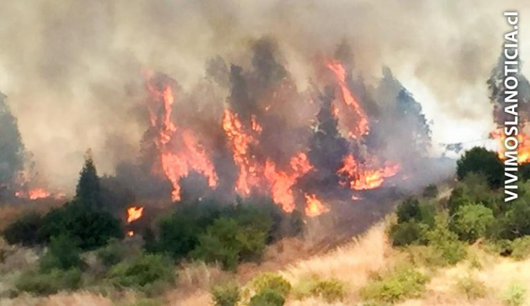 Incendio forestal puso en riesgo conocida hostería de Itahue