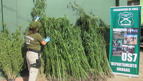 Carabineros incauta 385 plantas de marihuana en faldeo de cerro La Fortuna en Teno