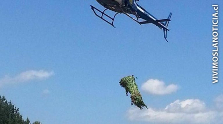 Detectives destruyen plantaciones de marihuana en la precordillera