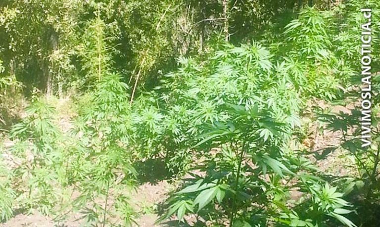 Carabineros realiza importante hallazgo de plantaciones de marihuana en Potrero Grande