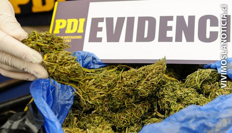 PDI incauta marihuana y pasta base en Curicó, Teno y Colbún