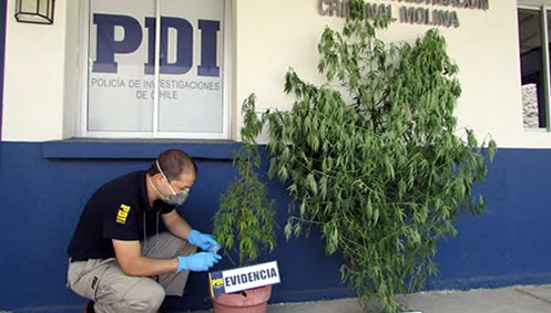 Detenido sujeto por cultivo de marihuana en Molina