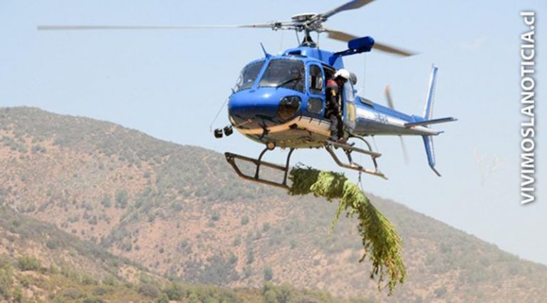 Plan Cannabis incauta más de 9 mil plantas en la sexta región