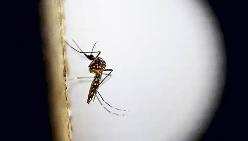 EE.UU. confirma primer caso de contagio de Zika por transmisión sexual