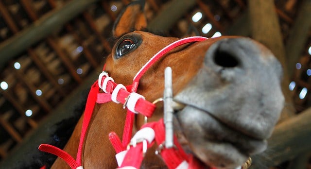Roban caballos fina sangre en Hacienda San Isidro de Teno