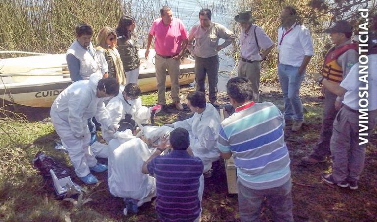 CONAF revisó cisnes de cuello negro en Laguna Torca