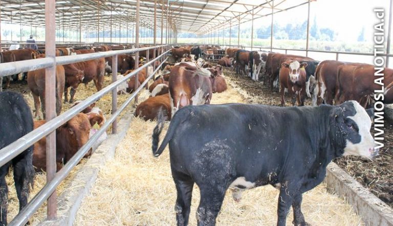 SAG fiscaliza cuarentena de toros de exportación