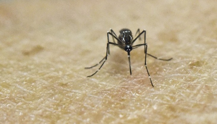 Encuentran mosquito que transmite el zika en Chile continental