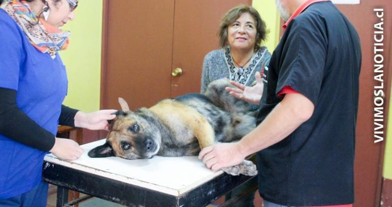 Esterilizarán 800 mascotas en Vichuquén