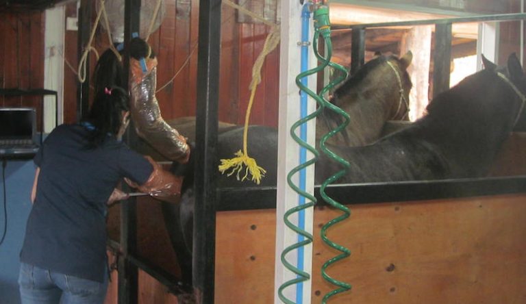 Exitoso proyecto de estación de monta equina
