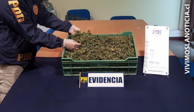 Detienen a agrónomo con un kilo de "cogollos" de marihuana