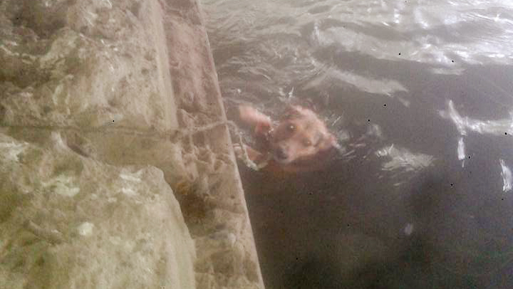 Impacto por perro que fue amarrado para que muriera ahogado