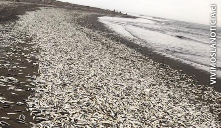 CONDEPP denuncia masiva varazón de sardinas