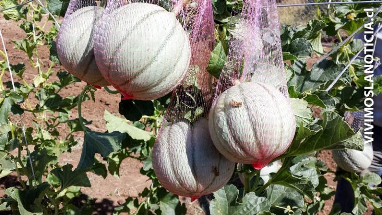 Científicos UTALCA crean biofertilizante para producir alimentos saludables
