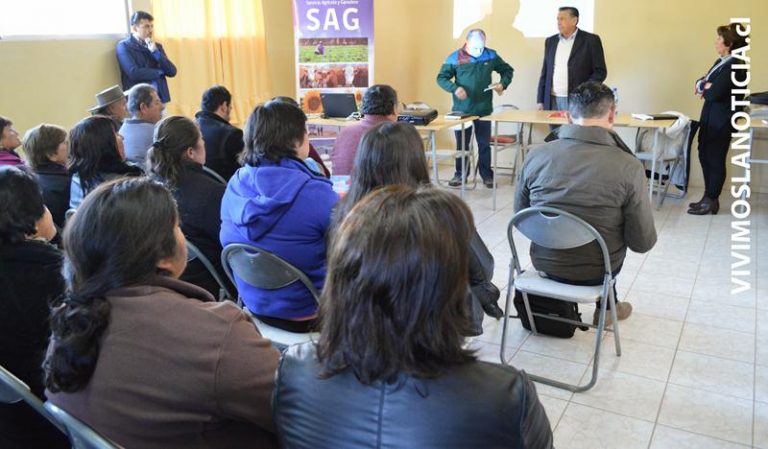 SAG monitorea ganado rauquino por virus “Lengua Azul”