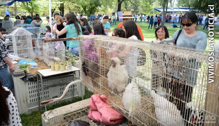 [FOTOS] Primera "Expo Aves" presentó gallina mapuche a niños de Molina