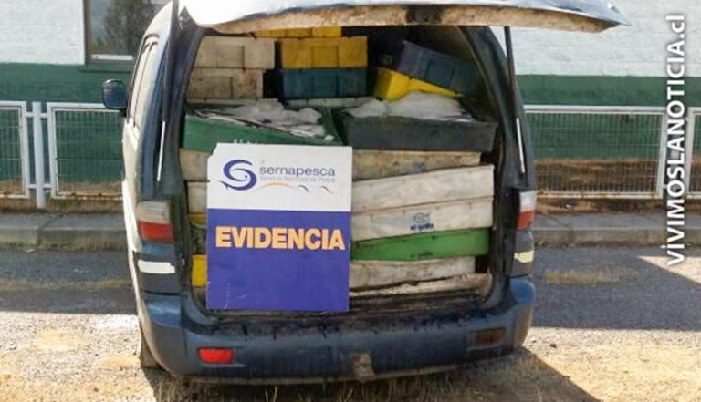 Incautan casi 2 toneladas de merluza en Curicó