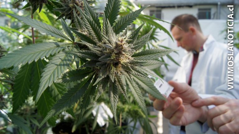 Estudio: cannabis acaba con células tumorales gracias al 'reciclaje'