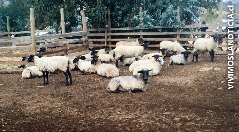 Productores de ovinos reciben acompañamiento para mejorar el rubro