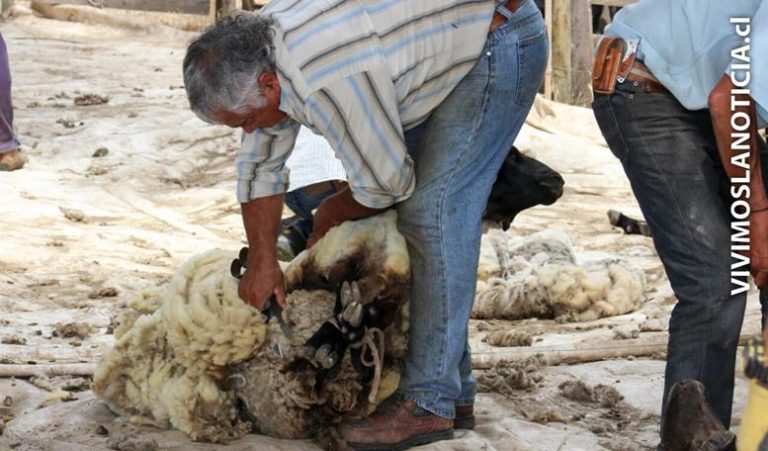Teno vivió su segunda fiesta de la esquila campesina
