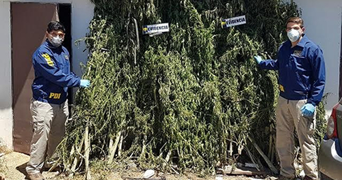 PDI Curicó detecta plantación de más de 3 mil  plantas de marihuana