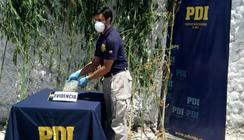 Dos detenidos deja investigación de la PDI por droga en Molina