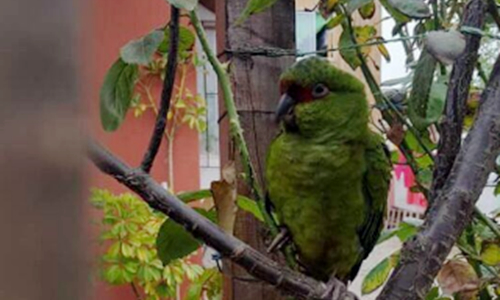 Incautan loro en peligro de extinción que estaba a la venta en Pichilemu