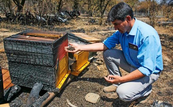 Campaña busca salvar colmenares afectados por incendios forestales