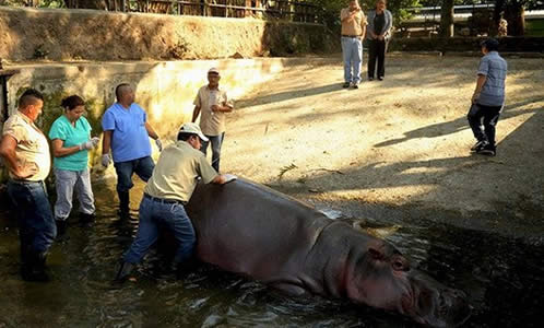 Insólito: agreden a hipopótamo en zoológico de El Salvador