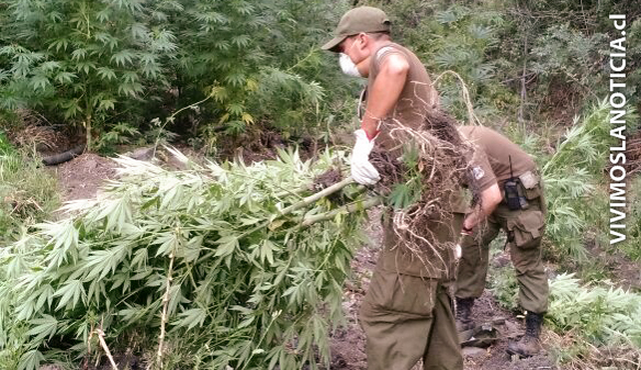 Brigadista encontró plantación de marihuana en Constitución