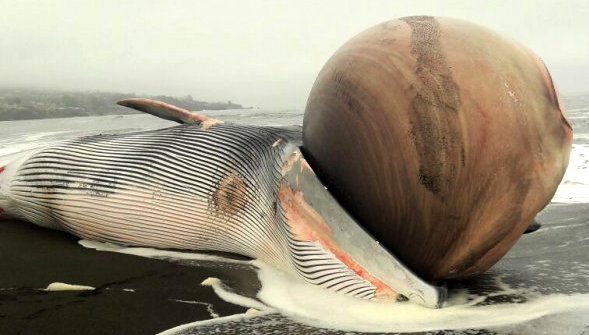 Qué es el enorme bulto en la cabeza de la ballena varada en Pelluhue