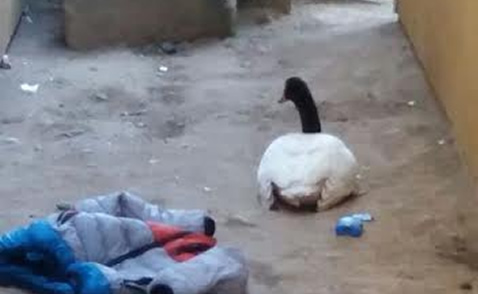 Cisne de cuello negró cayó dentro de la cárcel de Cauquenes