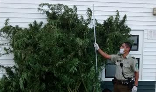 Carabineros detiene a sujeto por cultivo de marihuana en Longaví 