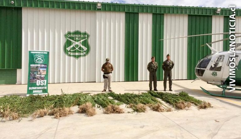 Helicóptero policial detectó plantación de marihuana